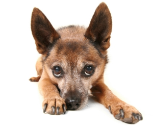 The familiar Fyfe Law shepherd dog resting its head on its paws